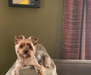 France Avenue Pet Hospital