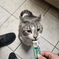 South Hyland Pet Hospital ico