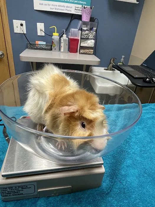 South Hyland Pet Hospital 10