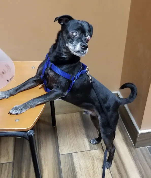 Mission Animal Hospital 9