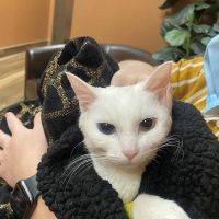 Mission Animal Hospital ico