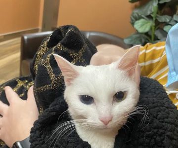 Mission Animal Hospital