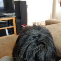 Banfield Pet Hospital ico