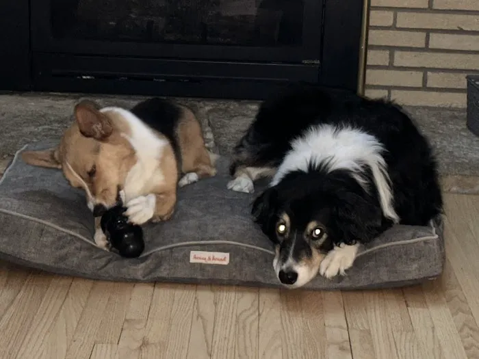 Banfield Pet Hospital 12
