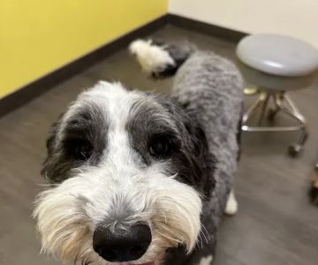 Banfield Pet Hospital
