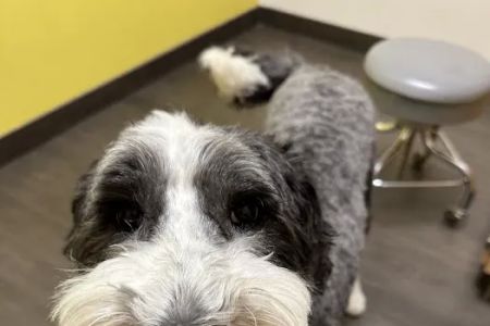 Banfield Pet Hospital