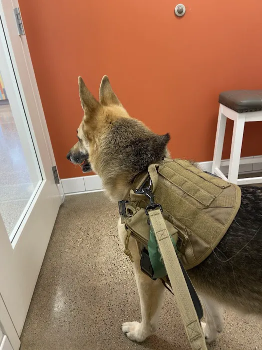 Golden Veterinary Care 3