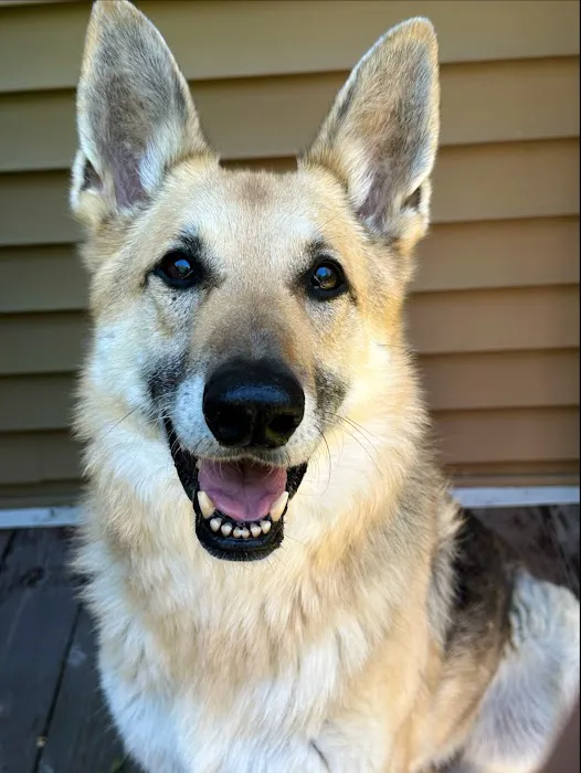 Golden Veterinary Care 4