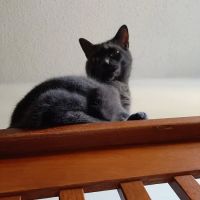 Golden Veterinary Care ico