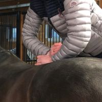 Renier Equine Veterinary Services ico