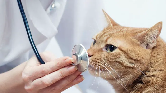 VCA Animal Wellness Center of Maple Grove 12