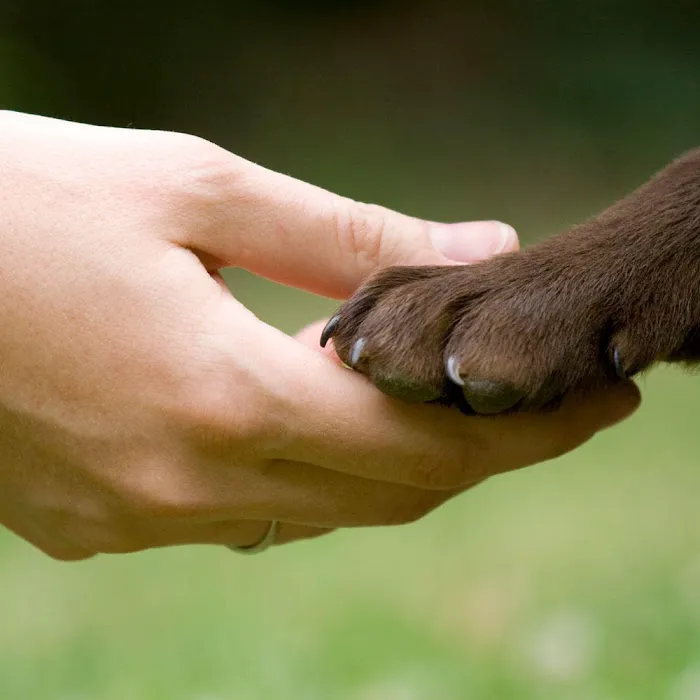 VCA Animal Wellness Center of Maple Grove 12