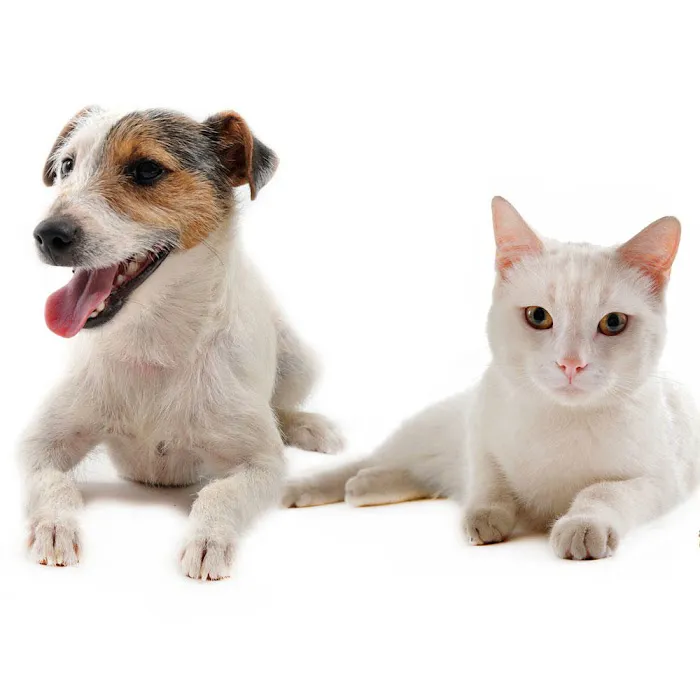 VCA Animal Wellness Center of Maple Grove 12