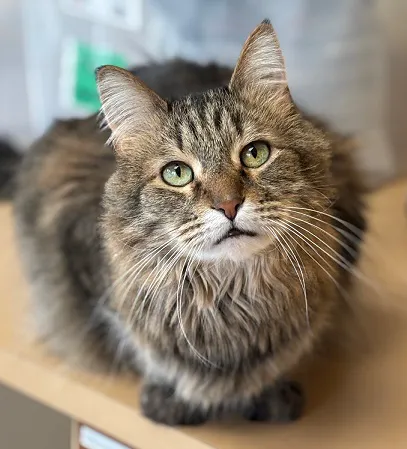 VCA Animal Wellness Center of Maple Grove 12