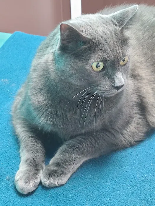 TLC Cat Clinic 7