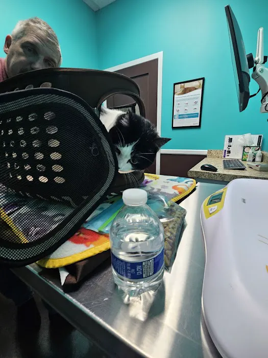 TLC Cat Clinic 2