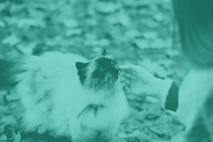 TLC Cat Clinic 3