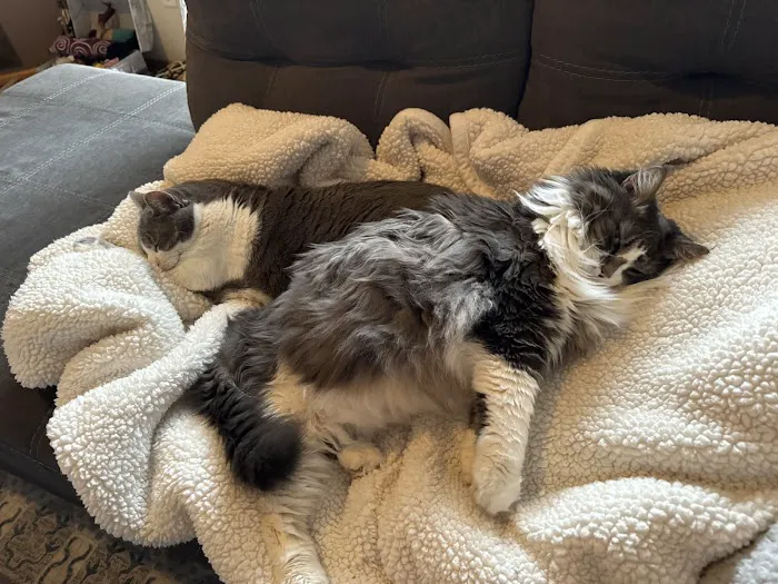 Cats Preferred Veterinary Hospital 1