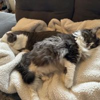 Cats Preferred Veterinary Hospital ico