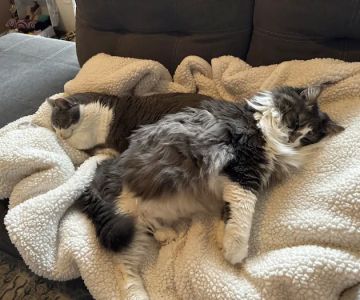 Cats Preferred Veterinary Hospital
