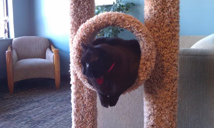 Cats Preferred Veterinary Hospital 7