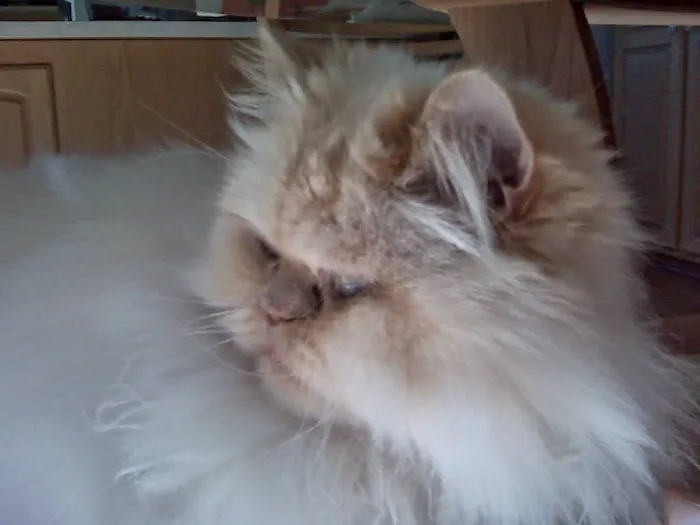 Cats Preferred Veterinary Hospital 6