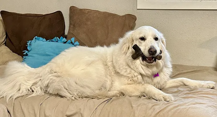 Banfield Pet Hospital 12