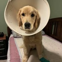 Veterinary Emergency Group ico