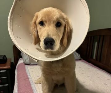 Veterinary Emergency Group