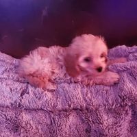 Northwest Animal Hospital ico