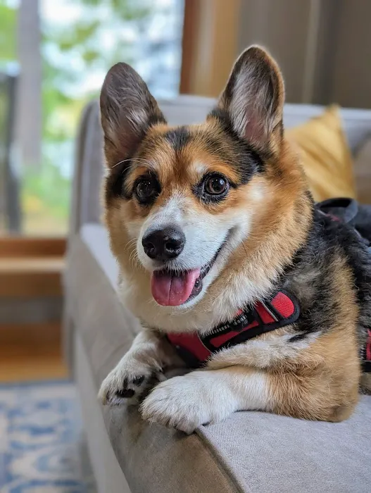 Northwest Animal Hospital 4