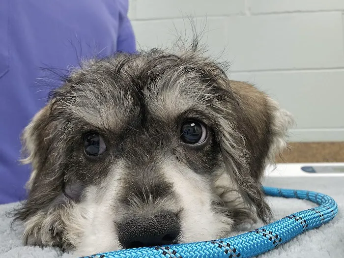 Northwest Animal Hospital 8