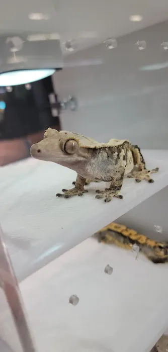 HERPS Exotic Reptile and Pet Shop 12