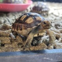 HERPS Exotic Reptile and Pet Shop ico