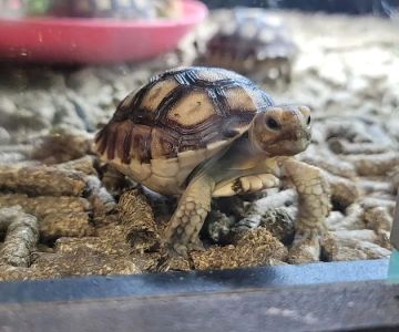 HERPS Exotic Reptile and Pet Shop