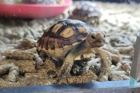 HERPS Exotic Reptile and Pet Shop