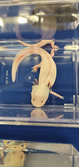 HERPS Exotic Reptile and Pet Shop 12