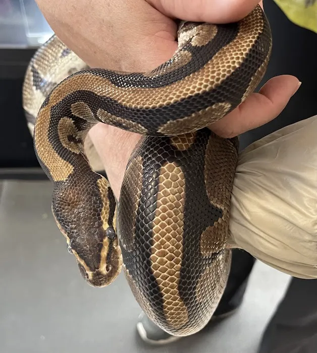 HERPS Exotic Reptile and Pet Shop 12