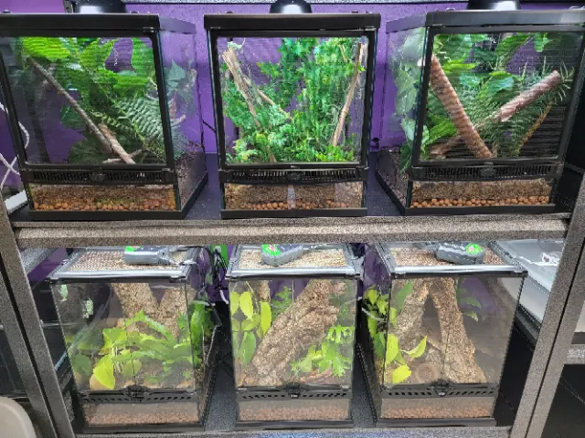 HERPS Exotic Reptile and Pet Shop 12