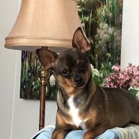 Champlin Park Pet Hospital ico