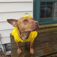Banfield Pet Hospital ico