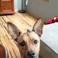 WellHaven Pet Health Coon Rapids ico