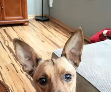 WellHaven Pet Health Coon Rapids