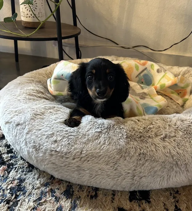 Dachshunds Of Texas 12