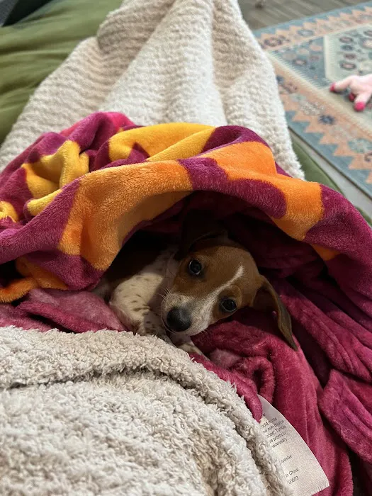 Dachshunds Of Texas 12