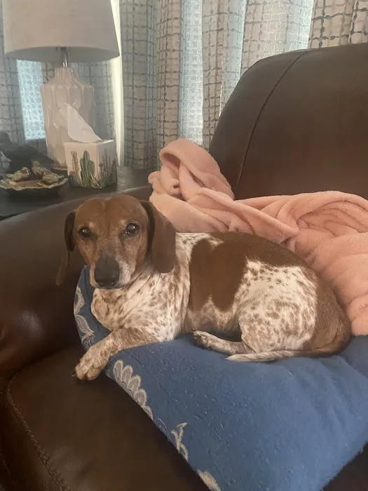Dachshunds Of Texas 12