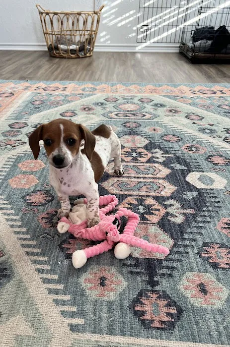 Dachshunds Of Texas 12