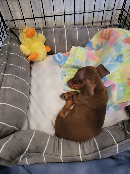 Dachshunds Of Texas 12