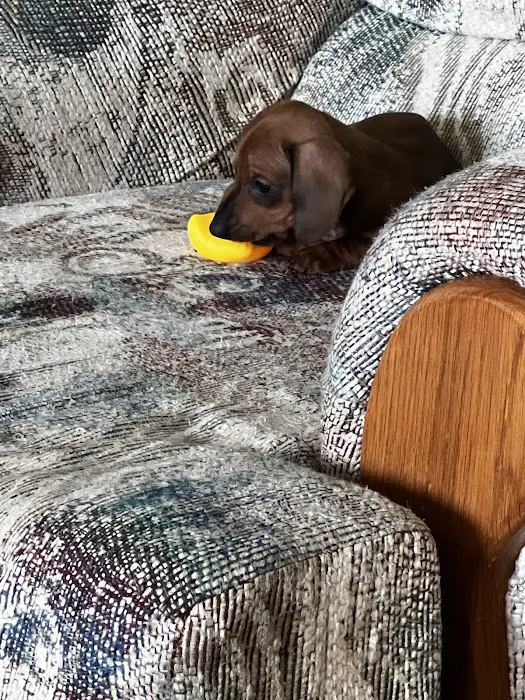 Dachshunds Of Texas 12