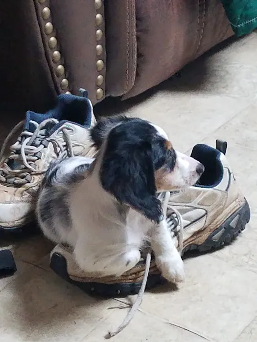 Dachshunds Of Texas 12